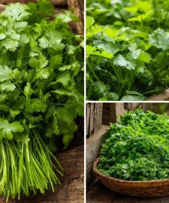 Slow Bolt Cilantro Seeds - 150 Count - Heat-Tolerant, Fragrant Herb for Garden - Image 2