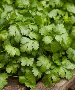 Slow Bolt Cilantro Seeds - 150 Count - Heat-Tolerant, Fragrant Herb for Garden - Image 3