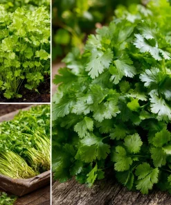 Slow Bolt Cilantro Seeds - 150 Count - Heat-Tolerant, Fragrant Herb for Garden - Image 4