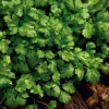 Slow Bolt Cilantro Seeds - 150 Count - Heat-Tolerant, Fragrant Herb for Garden - Image 1