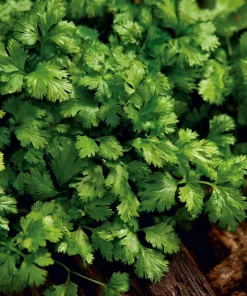 Slow Bolt Cilantro Seeds - 150 Count - Heat-Tolerant, Fragrant Herb for Garden - Image 1