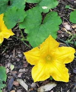 Small Apple Gourd Seeds - 25 Count - Ornamental Cucurbita Pepo Squash - Image 2