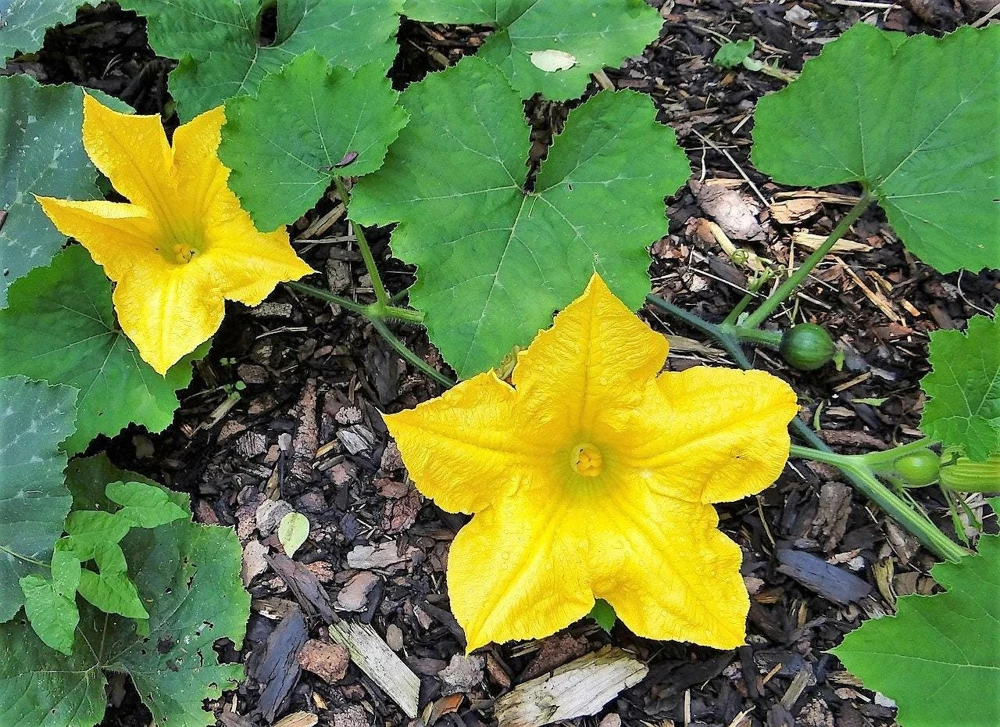 Small Apple Gourd Seeds - 25 Count - Ornamental Cucurbita Pepo Squash - Image 2