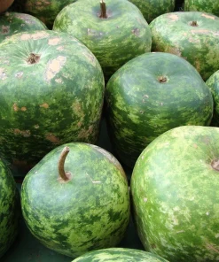 Small Apple Gourd Seeds - 25 Count - Ornamental Cucurbita Pepo Squash - Image 3