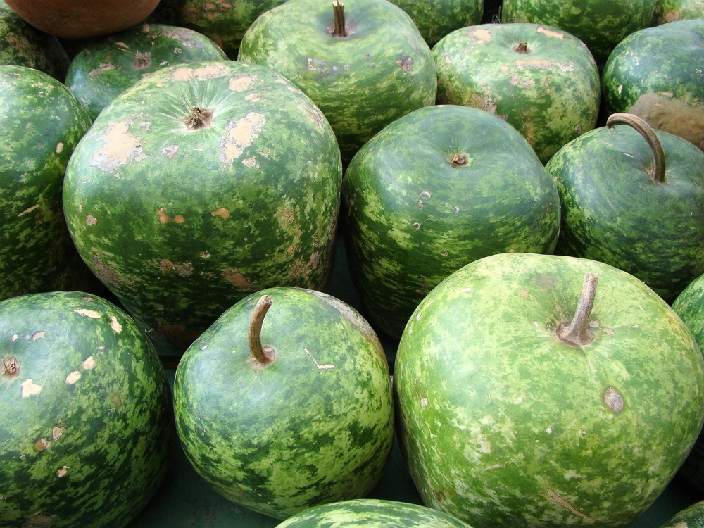 Small Apple Gourd Seeds - 25 Count - Ornamental Cucurbita Pepo Squash - Image 3