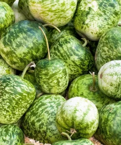 Small Apple Gourd Seeds - 25 Count - Ornamental Cucurbita Pepo Squash - Image 4