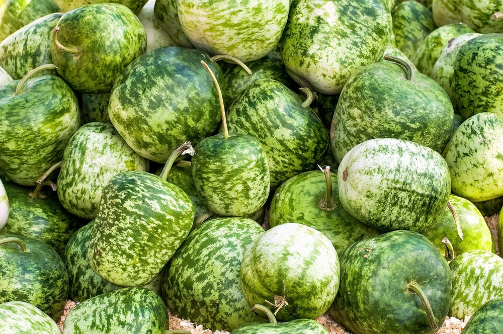 Small Apple Gourd Seeds - 25 Count - Ornamental Cucurbita Pepo Squash - Image 4