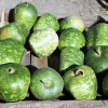 Small Apple Gourd Seeds - 25 Count - Ornamental Cucurbita Pepo Squash - Image 1
