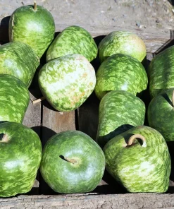 Small Apple Gourd Seeds - 25 Count - Ornamental Cucurbita Pepo Squash - Image 1