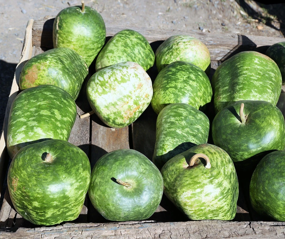 Small Apple Gourd Seeds - 25 Count - Ornamental Cucurbita Pepo Squash - Image 1