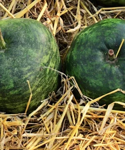 Small Apple Gourd Seeds - 25 Count - Ornamental Cucurbita Pepo Squash - Image 5