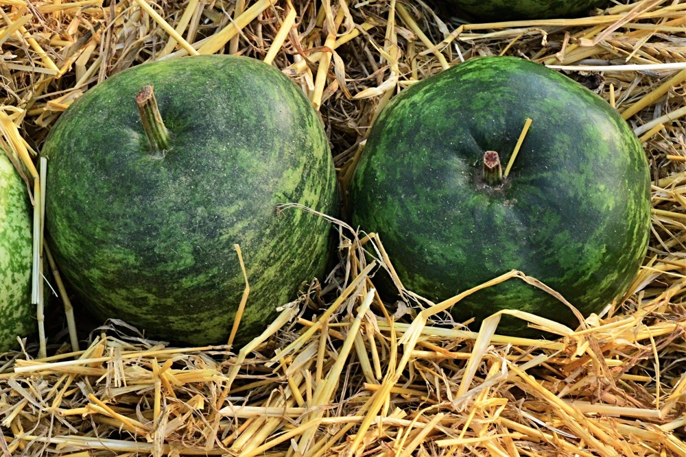 Small Apple Gourd Seeds - 25 Count - Ornamental Cucurbita Pepo Squash - Image 5