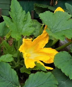 Small Apple Gourd Seeds - 25 Count - Ornamental Cucurbita Pepo Squash - Image 6