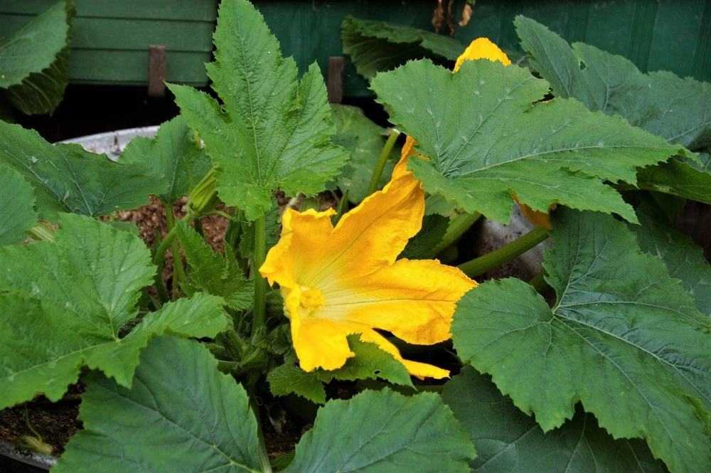 Small Apple Gourd Seeds - 25 Count - Ornamental Cucurbita Pepo Squash - Image 6