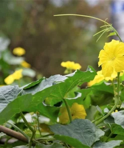 Small Apple Gourd Seeds - 25 Count - Ornamental Cucurbita Pepo Squash - Image 7