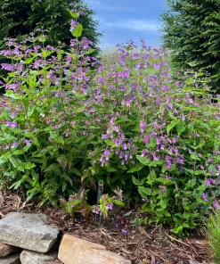 Small's Penstemon Plant - Penstemon smallii Live Perennial in 4 Inch Pot - Image 2