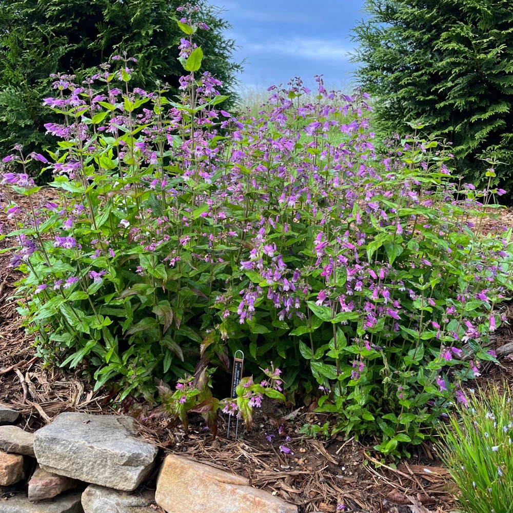 Small's Penstemon Plant - Penstemon smallii Live Perennial in 4 Inch Pot - Image 2