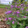 Small's Penstemon Plant - Penstemon smallii Live Perennial in 4 Inch Pot - Image 1