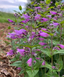 Small's Penstemon Plant - Penstemon smallii Live Perennial in 4 Inch Pot - Image 1