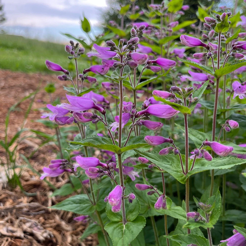 Small's Penstemon Plant - Penstemon smallii Live Perennial in 4 Inch Pot - Image 1