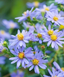 Smooth Blue Aster Seeds - 500 Count Pollinator-Friendly Flower Seeds - Image 2