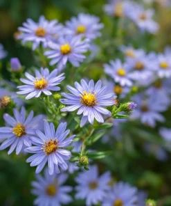 Smooth Blue Aster Seeds - 500 Count Pollinator-Friendly Flower Seeds - Image 3