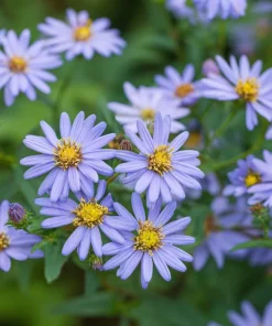 Smooth Blue Aster Seeds - 500 Count Pollinator-Friendly Flower Seeds - Image 4