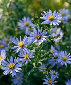 Smooth Blue Aster Seeds - 500 Count Pollinator-Friendly Flower Seeds - Image 5