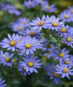 Smooth Blue Aster Seeds - 500 Count Pollinator-Friendly Flower Seeds - Image 6