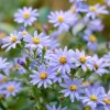Smooth Blue Aster Seeds - 500 Count Pollinator-Friendly Flower Seeds - Image 1