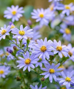 Smooth Blue Aster Seeds - 500 Count Pollinator-Friendly Flower Seeds - Image 1