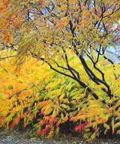 Smooth Sumac Live Plant - 6-12