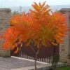 Smooth Sumac Live Plant - 6-12" Tall Native Shrub for Fall Color, Rhus glabra - Image 1