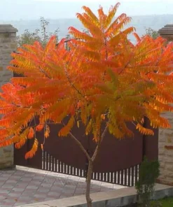 Smooth Sumac Live Plant - 6-12" Tall Native Shrub for Fall Color, Rhus glabra - Image 1