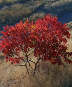 Smooth Sumac Live Plant - 6-12