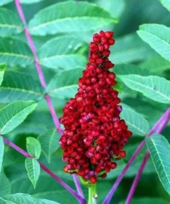Smooth Sumac Live Plant - 6-12