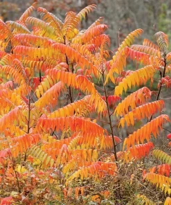 Smooth Sumac Live Plant - 6-12
