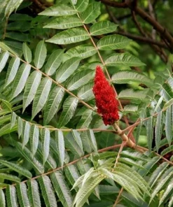Smooth Sumac Live Plant - 6-12