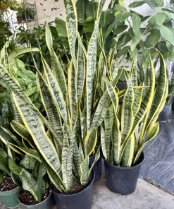 Snake Plant Collection - Live Sansevieria Variety Houseplant - Image 2