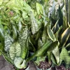 Snake Plant Collection - Live Sansevieria Variety Houseplant - Image 1