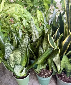 Snake Plant Collection - Live Sansevieria Variety Houseplant - Image 1