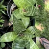 snake plant live - Image 1