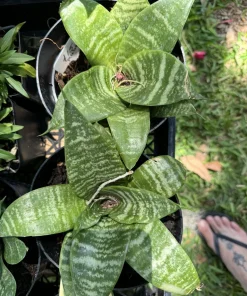 snake plant live - Image 1