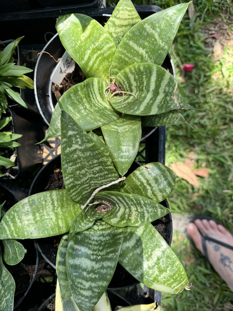 snake plant live - Image 1
