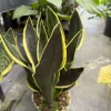 Snake Plant Live - Black Gold Sansevieria Trifasciata - Rare Indoor Houseplant - Image 1