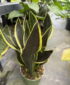 Snake Plant Live - Black Gold Sansevieria Trifasciata - Rare Indoor Houseplant - Image 1