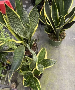 Snake Plant Live - Black Gold Sansevieria Trifasciata - Rare Indoor Houseplant - Image 2