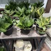 Snake Plant Live Houseplant - Choose Your Favorite Variety - Easy Care Indoor Plant - Image 1