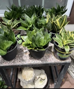 Snake Plant Live Houseplant - Choose Your Favorite Variety - Easy Care Indoor Plant - Image 1