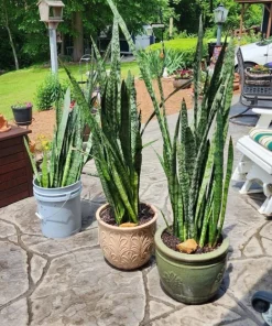 Snake Plant Live Indoor Houseplant Tall Size - Air Purifying Sansevieria - Image 3